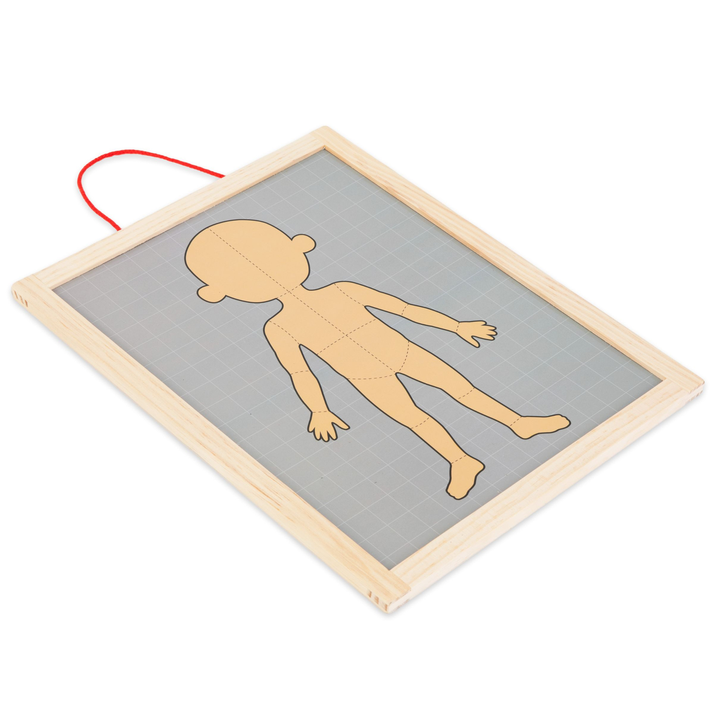 Magnetiska pussel - Vetenskap om anatomi - Människokroppen