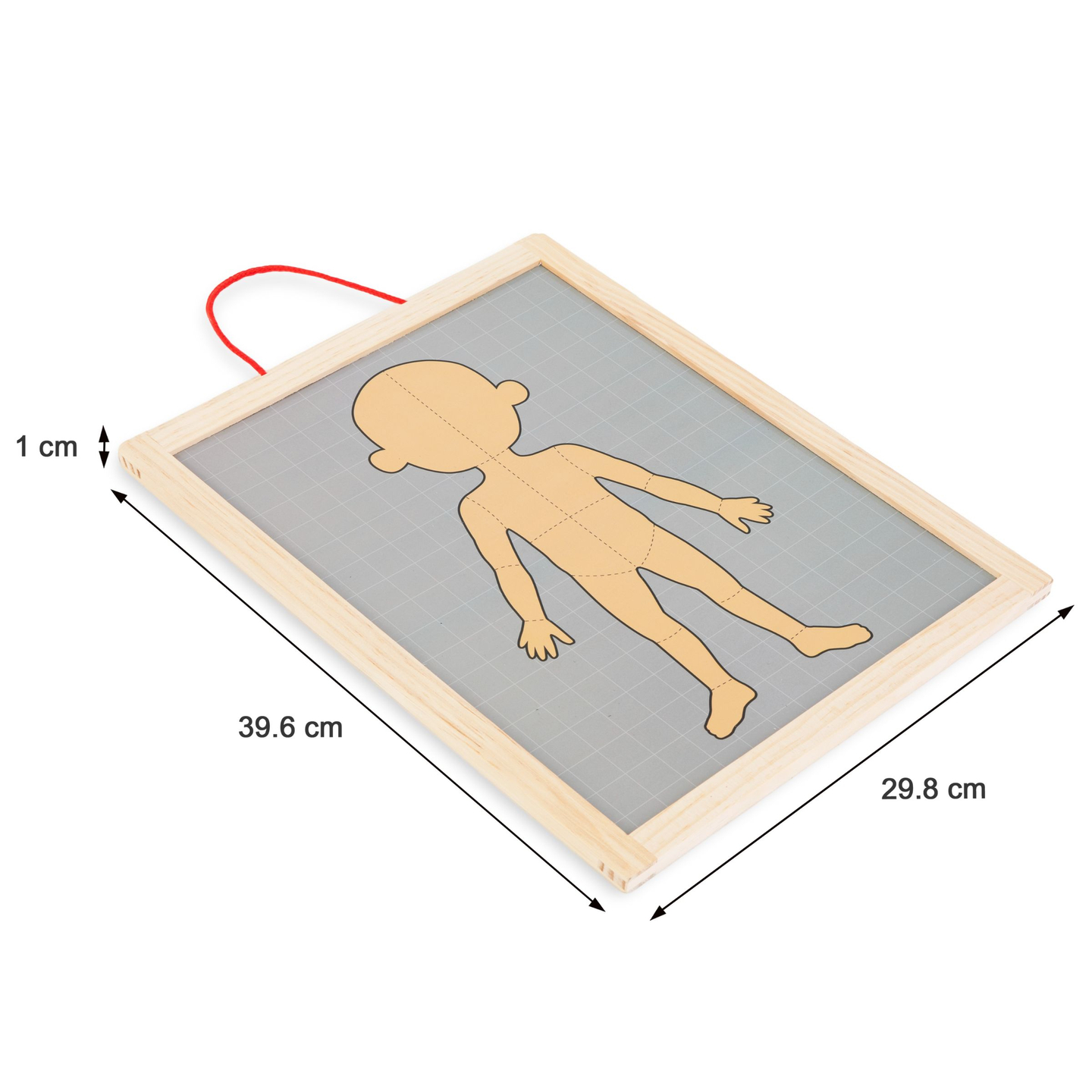 Magnetiska pussel - Vetenskap om anatomi - Människokroppen