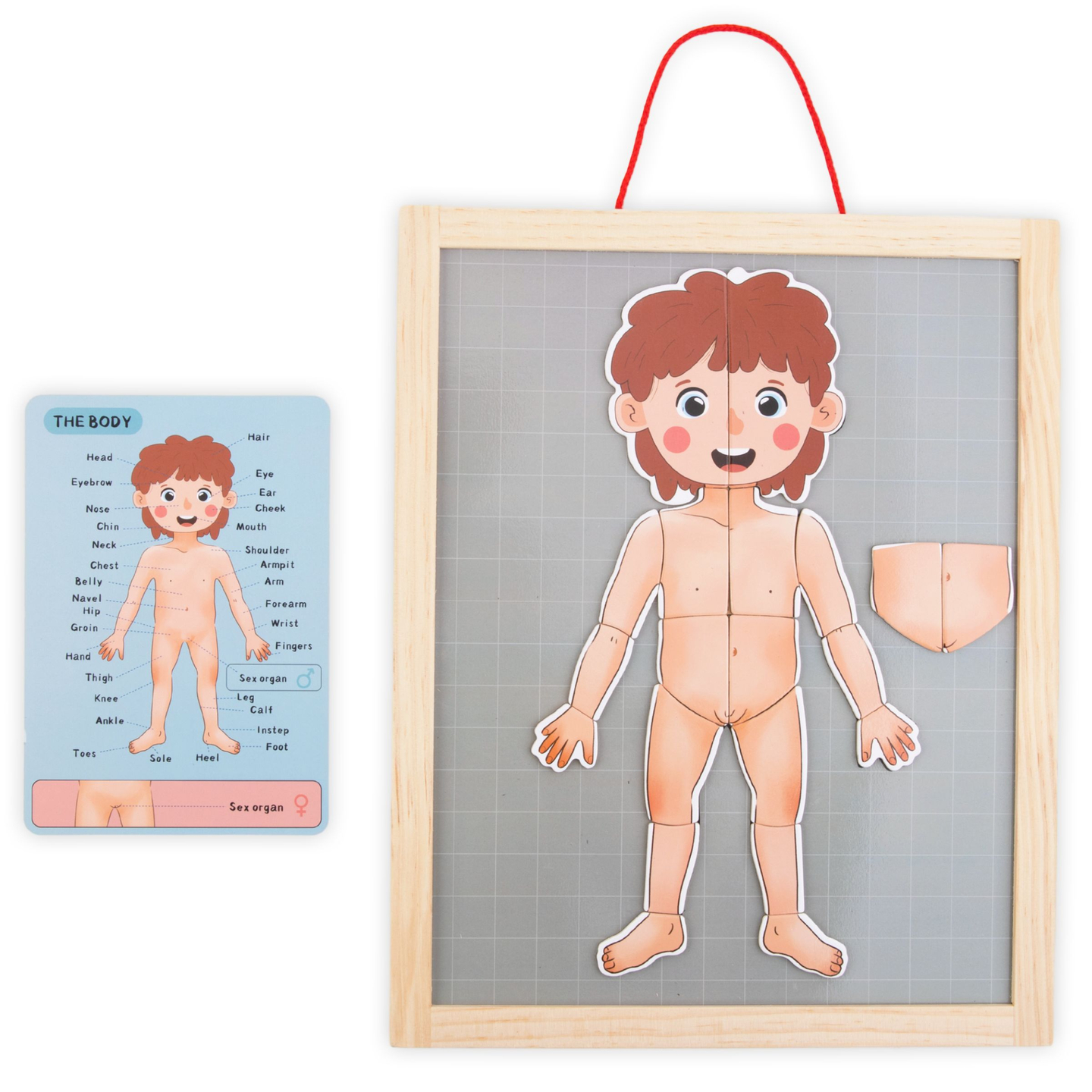 Magnetiska pussel - Vetenskap om anatomi - Människokroppen