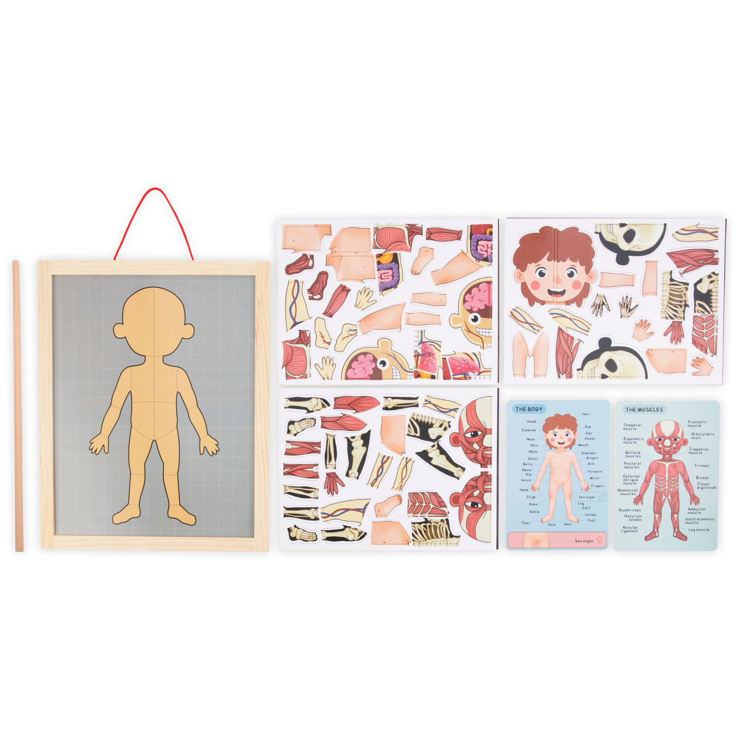 Magnetiska pussel - Vetenskap om anatomi - Människokroppen