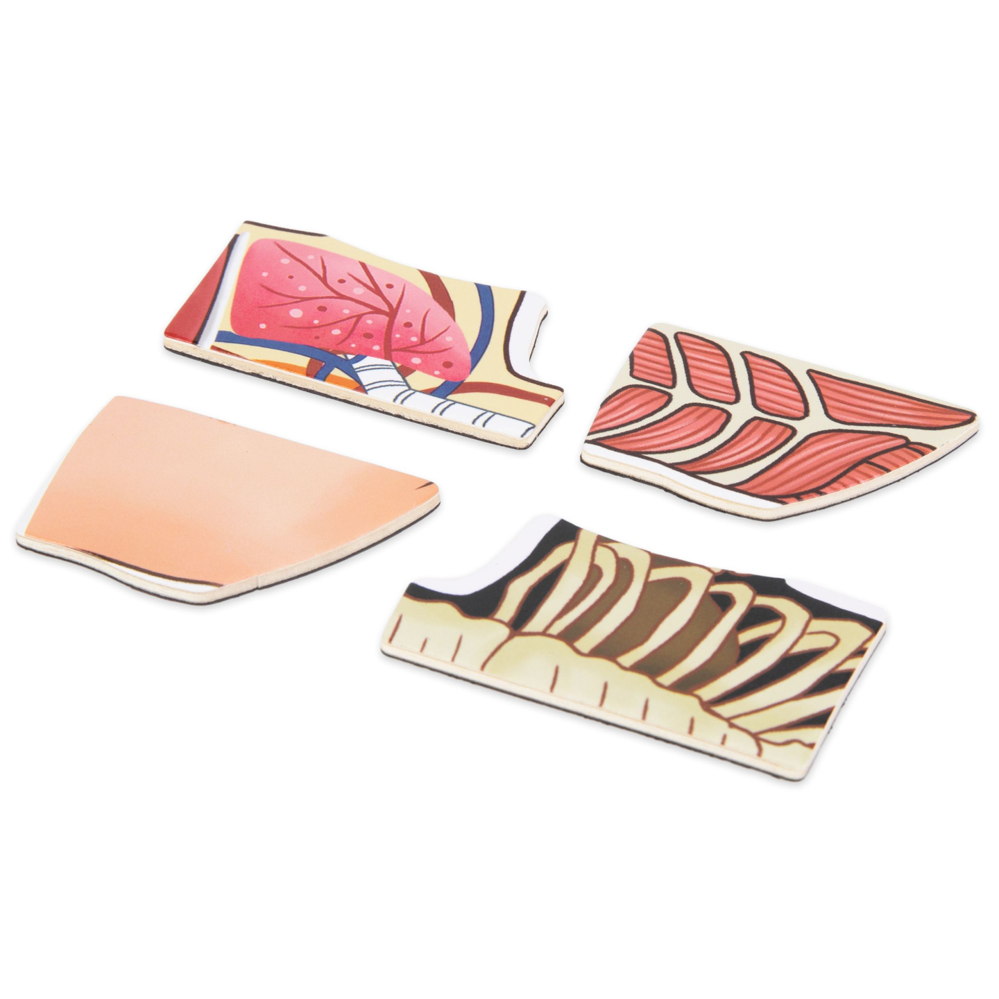 Magnetiska pussel - Vetenskap om anatomi - Människokroppen